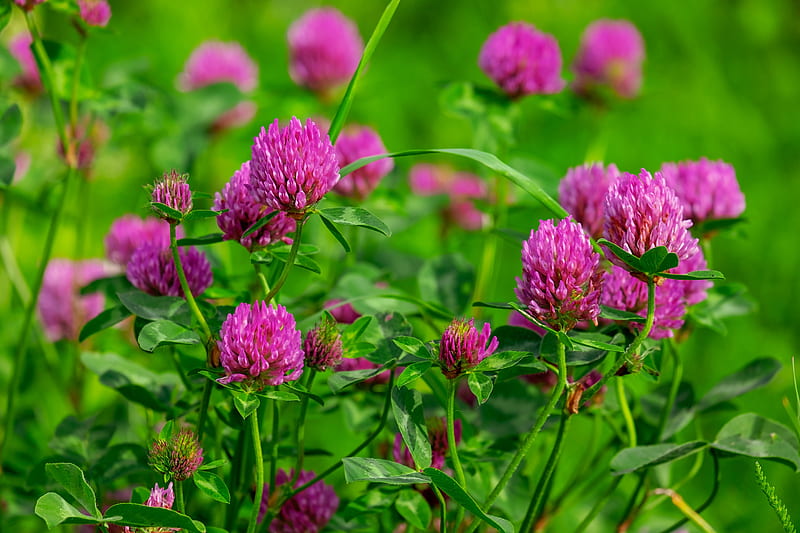 Clover flower, clover, trefoil, vara, green, summer, flower, pink, HD wallpaper
