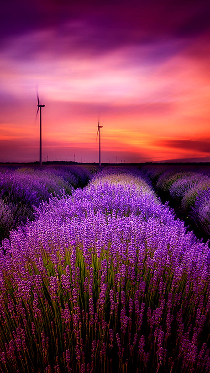 Lavender purple flowers