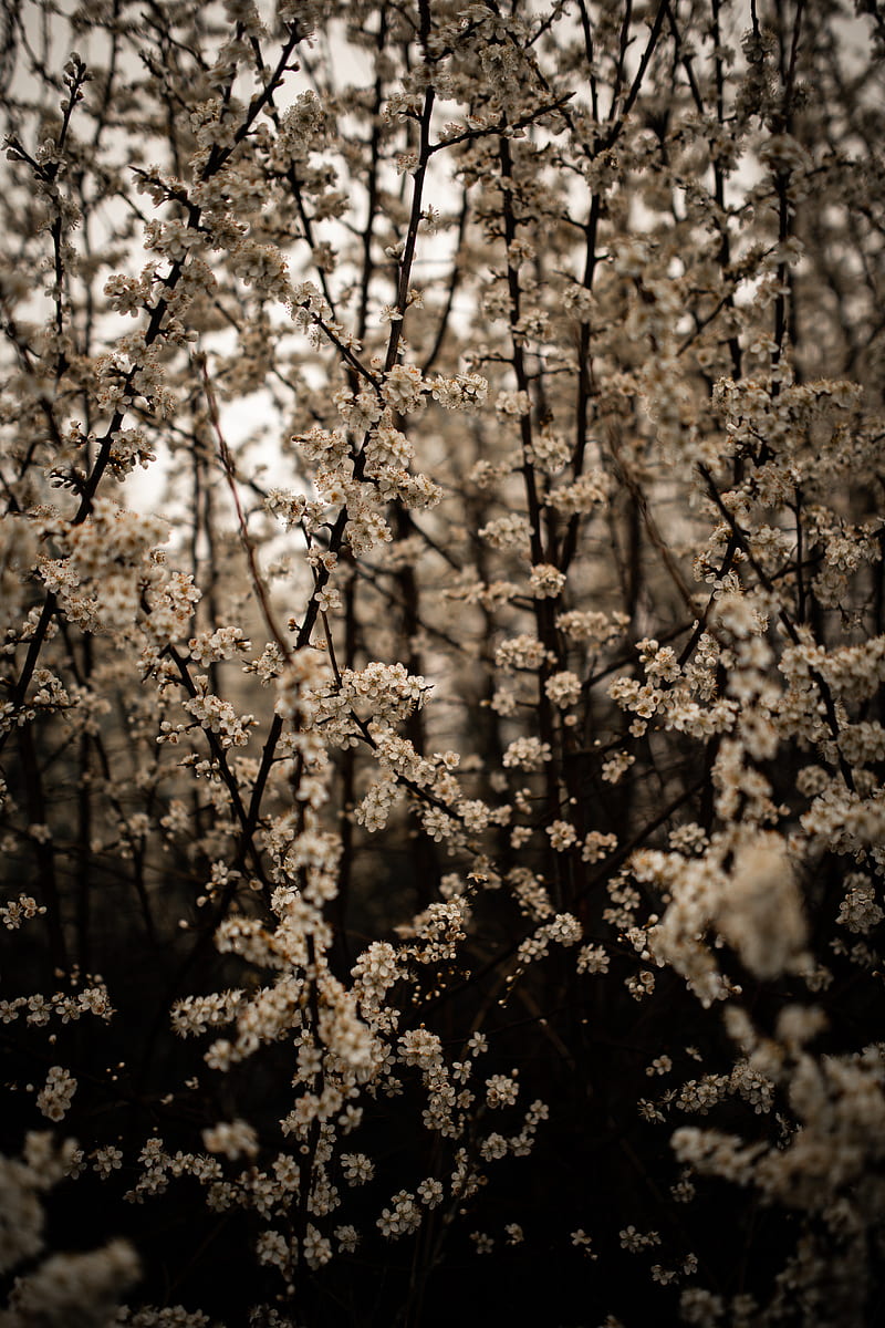 cherry, flowers, branches, spring, white, HD phone wallpaper