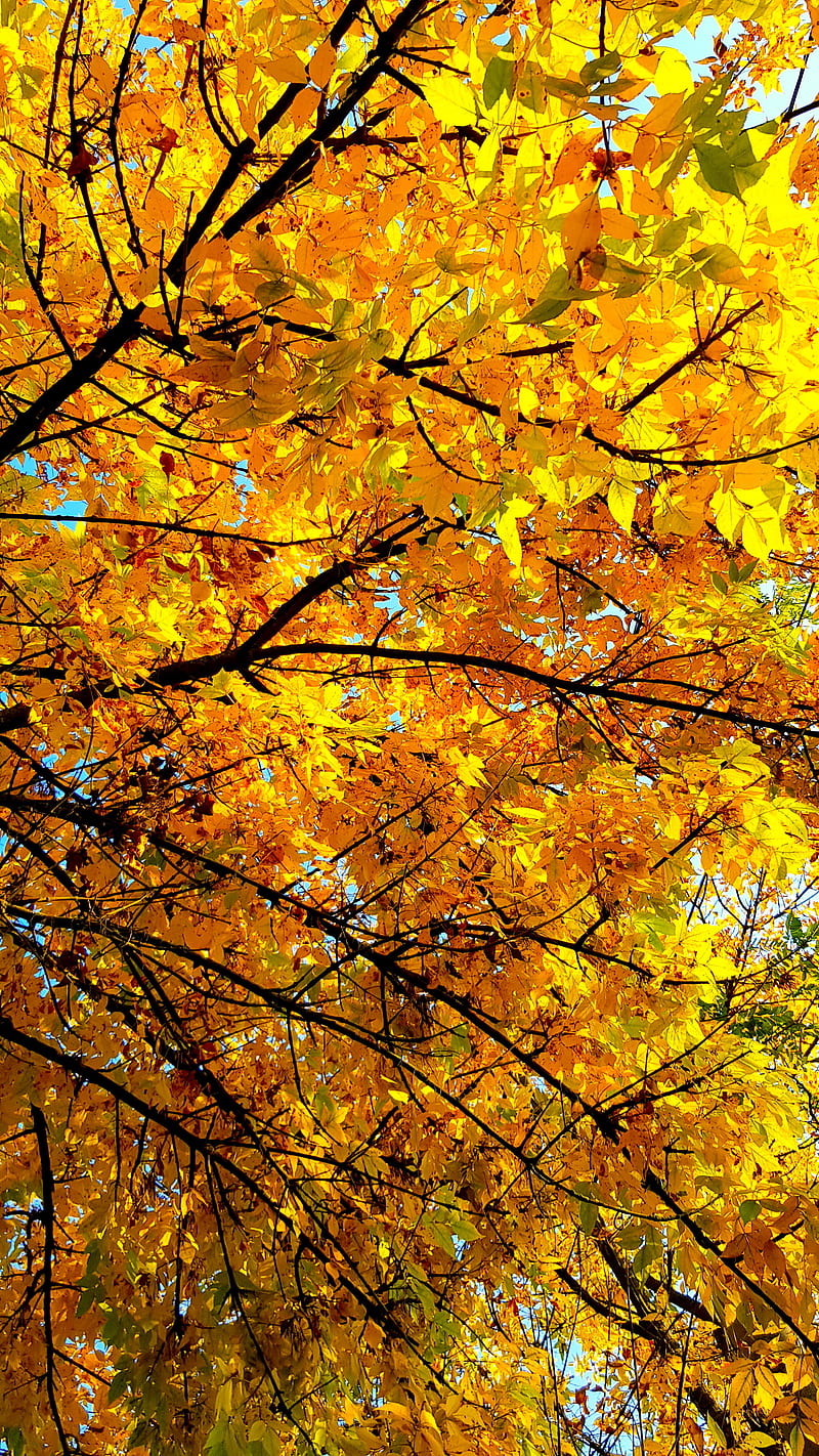 Yellow tree, falling, land, trees, HD mobile wallpaper | Peakpx