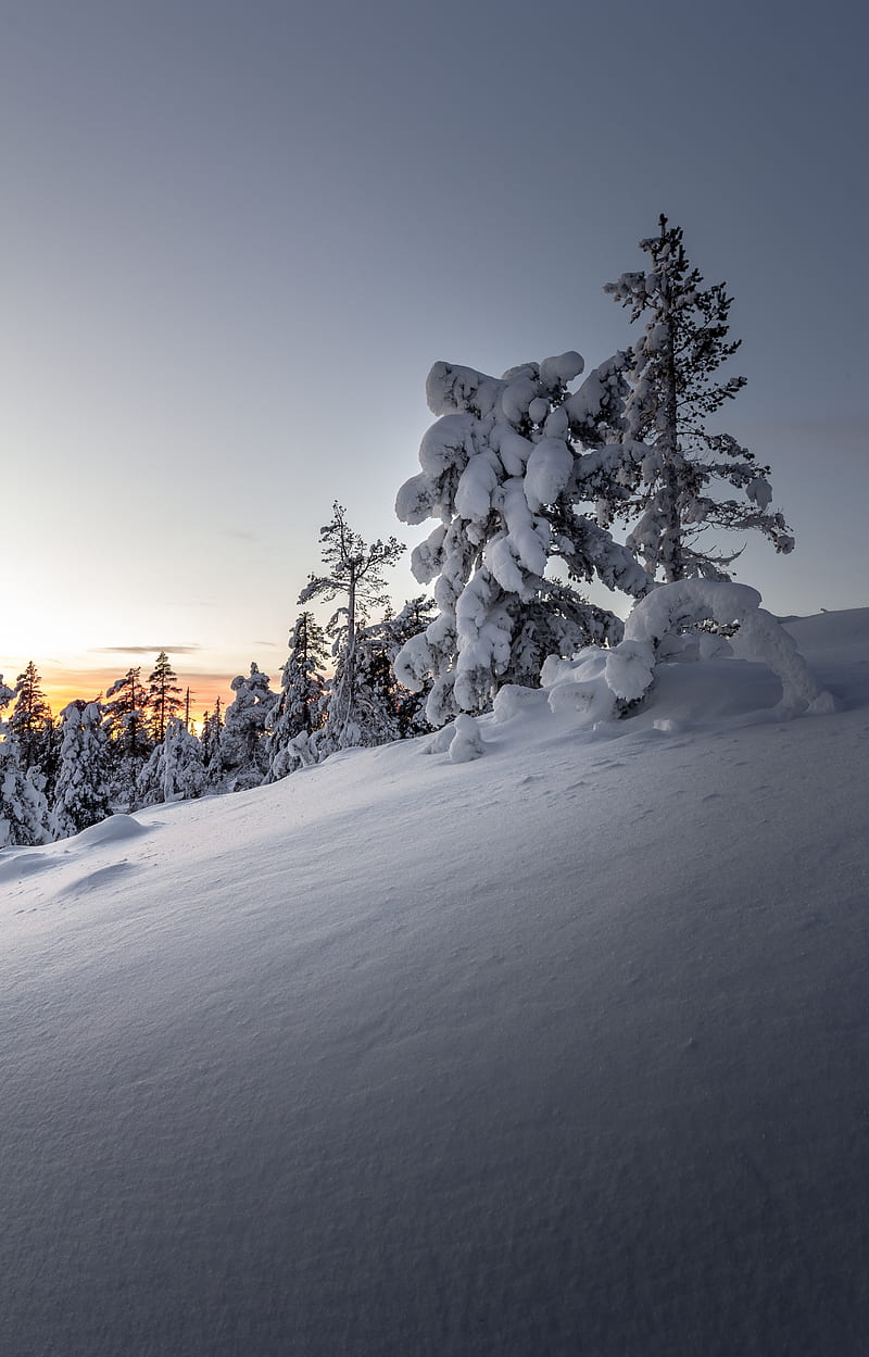 trees, snow, winter, snowy, sunset, drifts, HD phone wallpaper