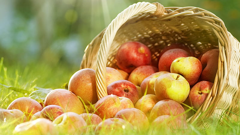 Apple Basket, fruit, autumn, harvest, grass, basket, fresh, apples, HD wallpaper