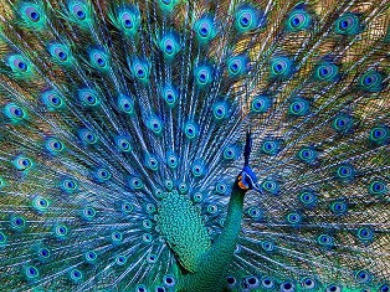 Green peafowl, bird, tail, colors, fan, peafowl, HD wallpaper