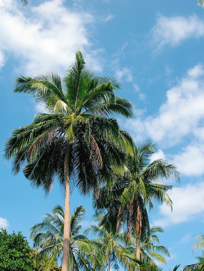 Green coconut tree, HD phone wallpaper | Peakpx