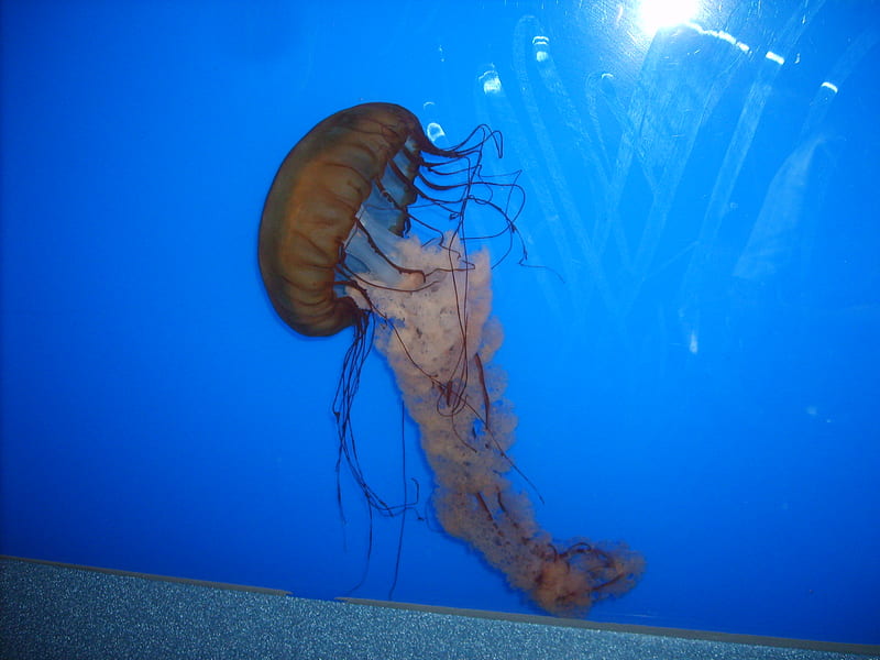 Jellyfish, dance, blue, aquatic, HD wallpaper