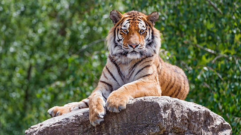 Cats, Tiger, Big Cat, Wildlife, predator (Animal), HD wallpaper | Peakpx