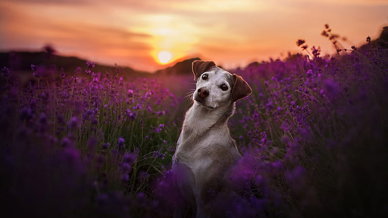 Dog Is Sitting In Lavender Flowers Field During Sunset Dog, HD wallpaper