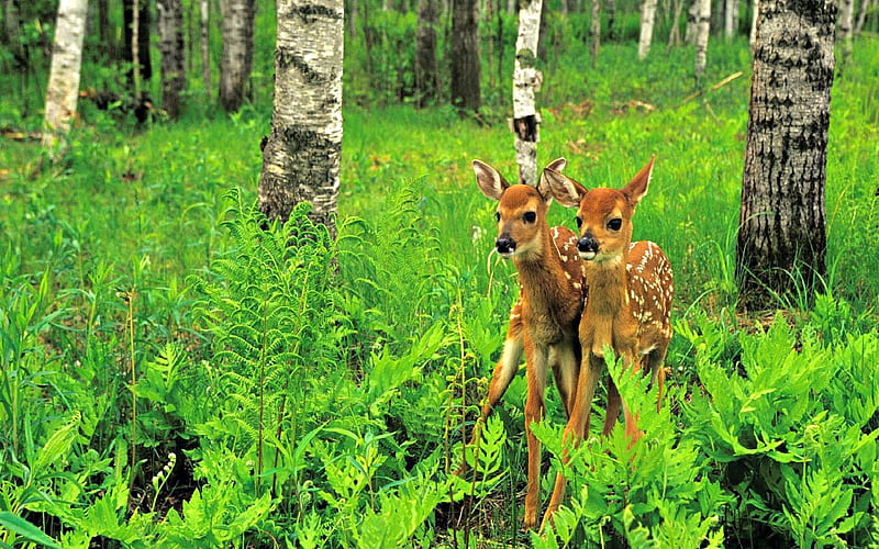 Twins, Forest, Trees, Brown, Deer, Fawns, White, Spots, HD wallpaper