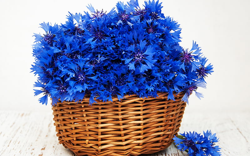 Cornflowers, card, basket, blue, flower, HD wallpaper