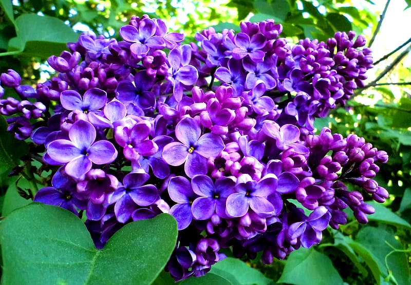 Nature, Flowers, Lilac, Flower, Close Up, , Purple Flower, HD wallpaper ...