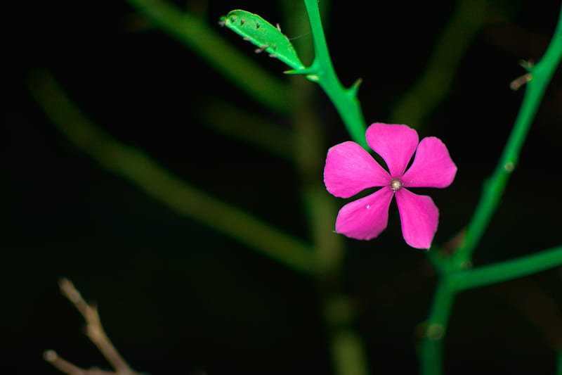 Flower, amoled, best, black, gris, iphone, pink, HD wallpaper