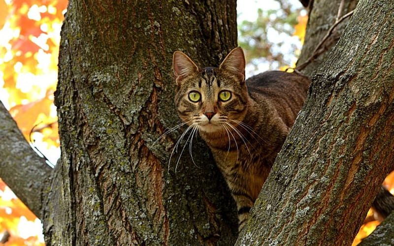 *** A clever cat in a tree ***, kot, drzewo, zwierzeta, koty, HD wallpaper