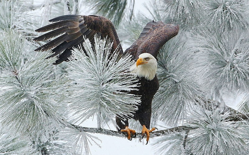 bald eagle, haliaeetus leucocephalus, north america, HD wallpaper