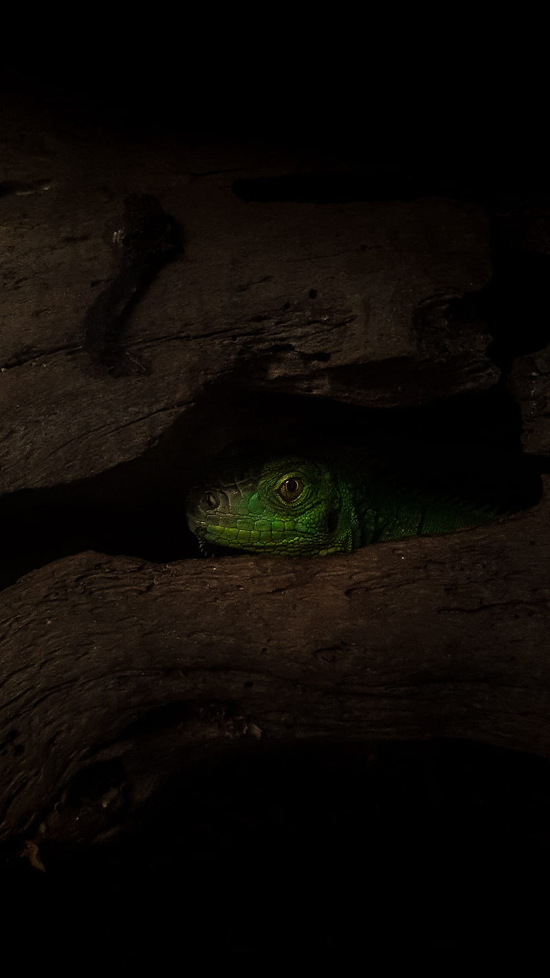 lizard, reptile, shadow, tree, HD phone wallpaper
