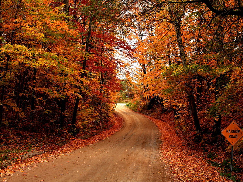 Country Road in Autumn, forest, fall, autumn, colors, country, road, HD wallpaper