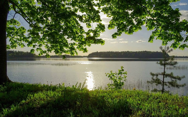 Lake Aluksnes in Latvia, summer, Latvia, tree, lake, HD wallpaper | Peakpx