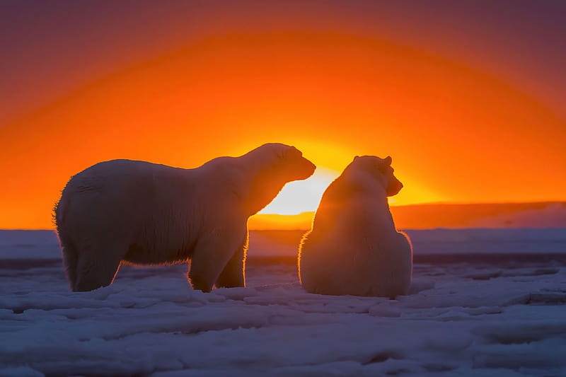 Two Polar Bears Watching Sunset , polar-bear, animals, sunset, sunrise, HD wallpaper