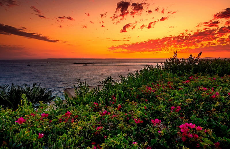 Sunset Sky, Shore, Wildflowers, Bonito, Sunset, Sky, Sea, Landscape, Hd 