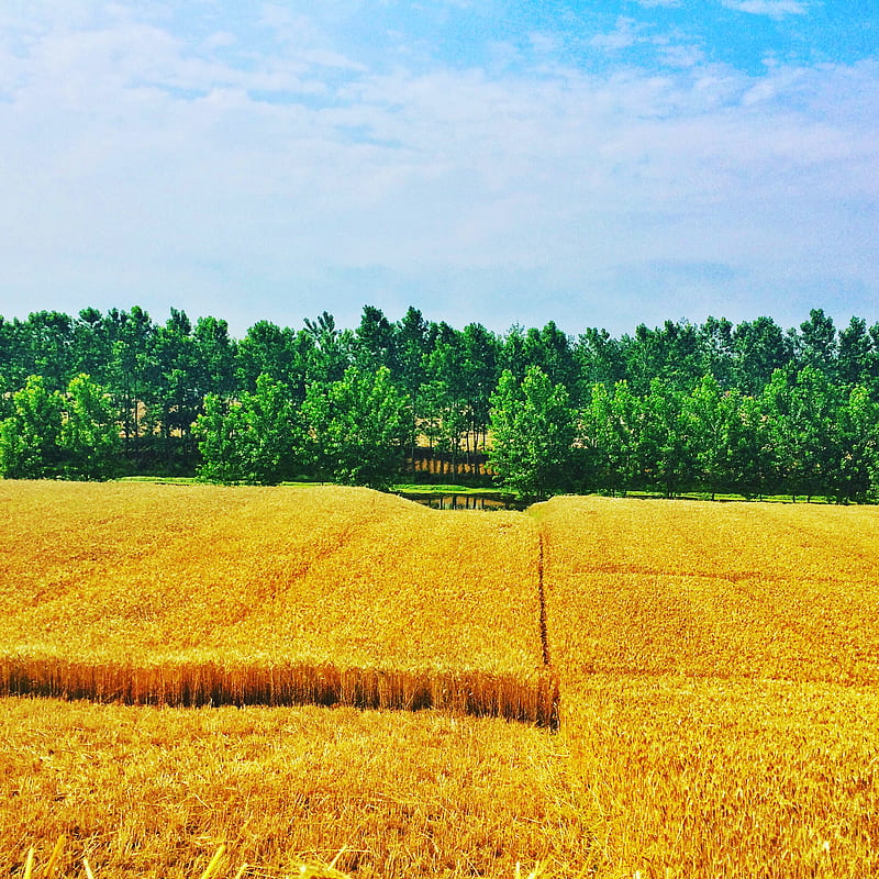 wheat, sky, forest, field, HD phone wallpaper