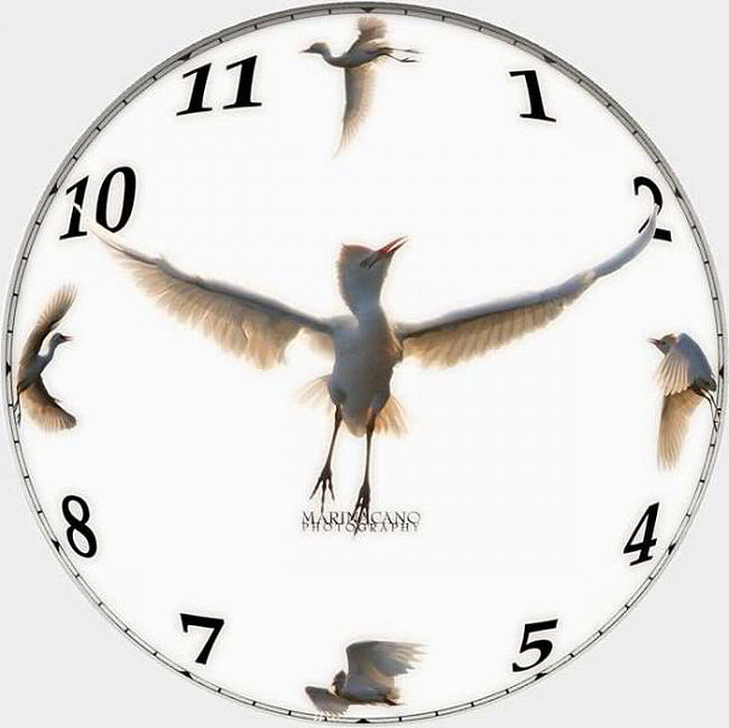 flying time, clock, fly, bird, time, HD wallpaper