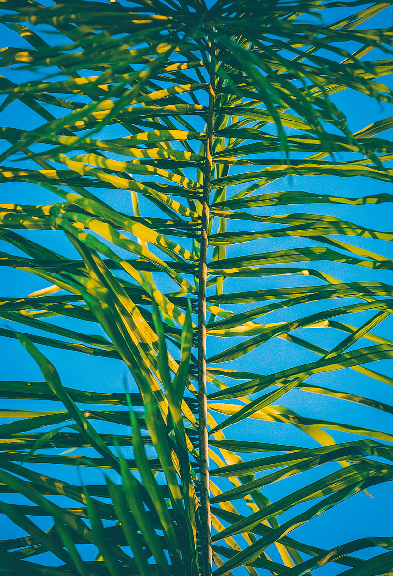 green palm tree leaf at daytime, HD phone wallpaper
