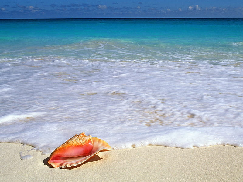 Yucatan Peninsula, Mexico, mexico, shell, beaches, nature, yucatan penisula, HD wallpaper