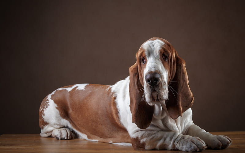 Basset Hound, large dog, pets, breed dog, brown white dog, HD wallpaper