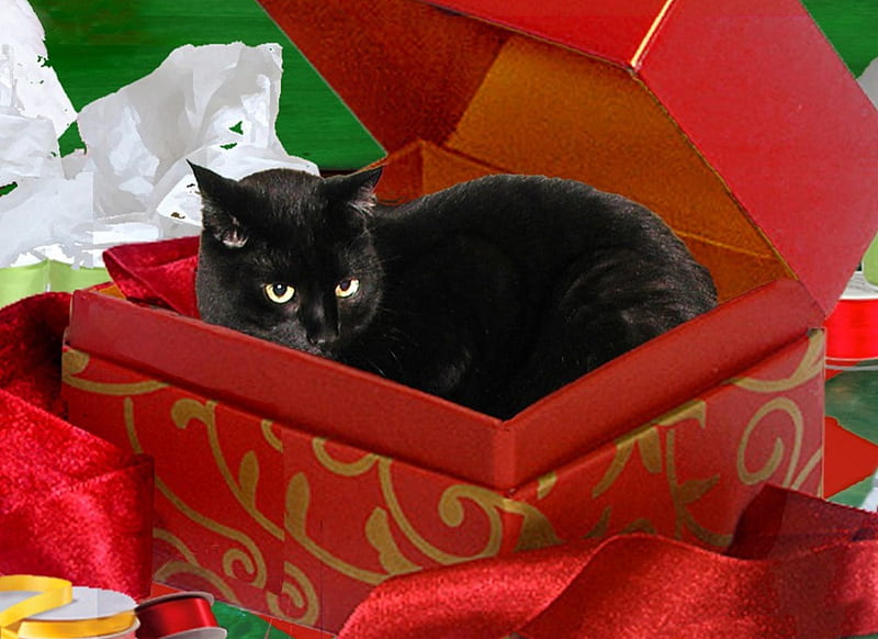 A cat in the gift box, Christmas, red, ribbon, black, box, cat, HD