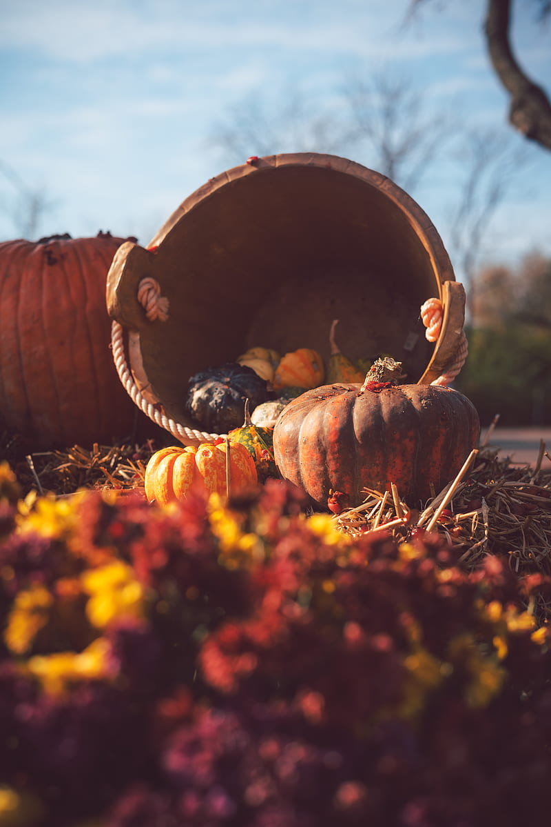 pumpkin, basket, straw, autumn, harvest, HD phone wallpaper