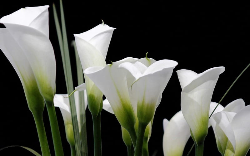 The beautiful Calla Lilies, White, flowers, petals, green, HD wallpaper