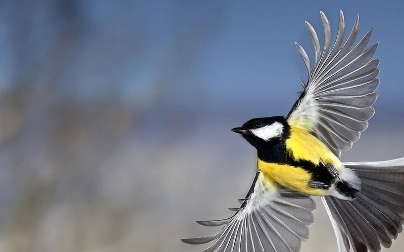 Yellow Warbler Flight-Animal World, HD wallpaper