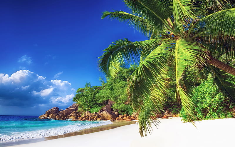 Maldives, tropical beach, sand, palm trees, tropics, ocean, HD wallpaper