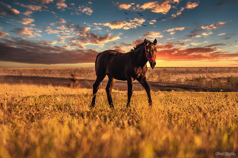 Horse Field Sunset, black, cowboy, horse, horses, nature, graphy, race, theme, western, HD wallpaper