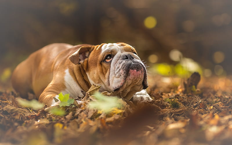 English Bulldog, pets, brown dog, bulldogs, yellow dry leaves, HD wallpaper