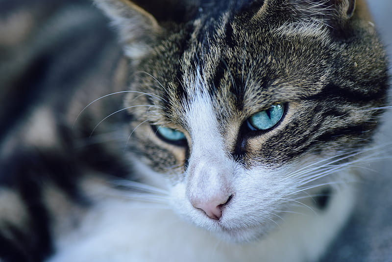 Cats, Cat, Blue Eyes, Close-Up, Pet, Stare, HD wallpaper