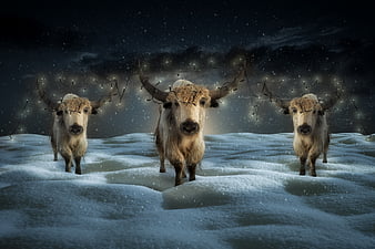 Cow christmas Stock Photos Royalty Free Cow christmas Images   Depositphotos