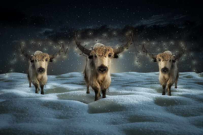 COWS FOR CHRISTMAS  Cows  Animals Background Wallpapers on Desktop Nexus  Image 1607246
