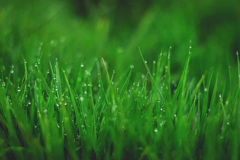 grasses, drops, wet, dew, plant, HD wallpaper