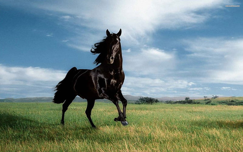 Horse, Stallion, Mustang Horse background 1440x900 | TOP Free Download  pictures