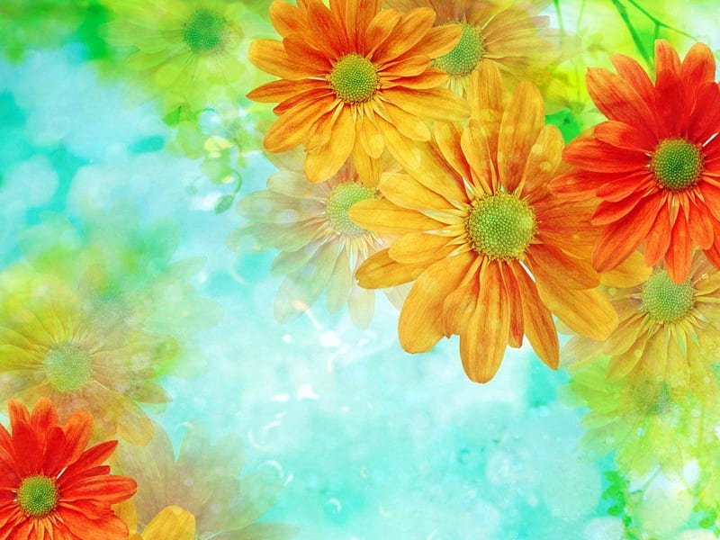 Flowers motif. jpg, colorful, dasies, flowers, HD wallpaper