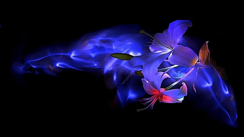 Blue Beauty, flowers, smoke, blue, line, HD wallpaper