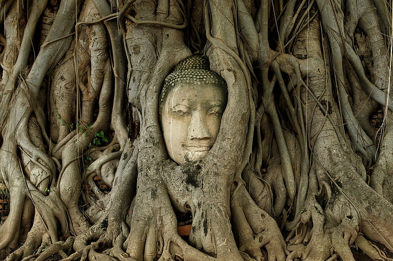 Buddah in the roots, Roots, Entwined, Thailand, Ayutthaya, Buddah, 14 July 2016, Tree, Head, HD wallpaper