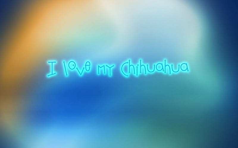I Love My Chihuahua, love my chihuahua, animals, dogs, HD wallpaper