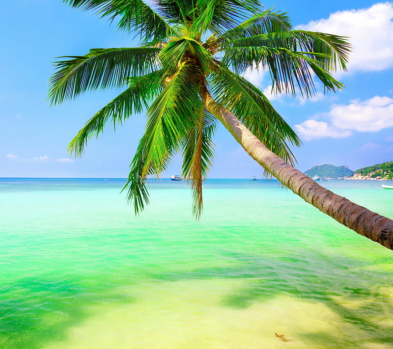 Tropical Beach, emerald, ocean, palm, sea, summer, HD wallpaper | Peakpx