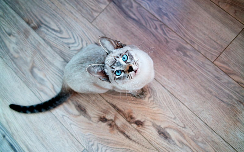 cat parquet blue eyed-, HD wallpaper
