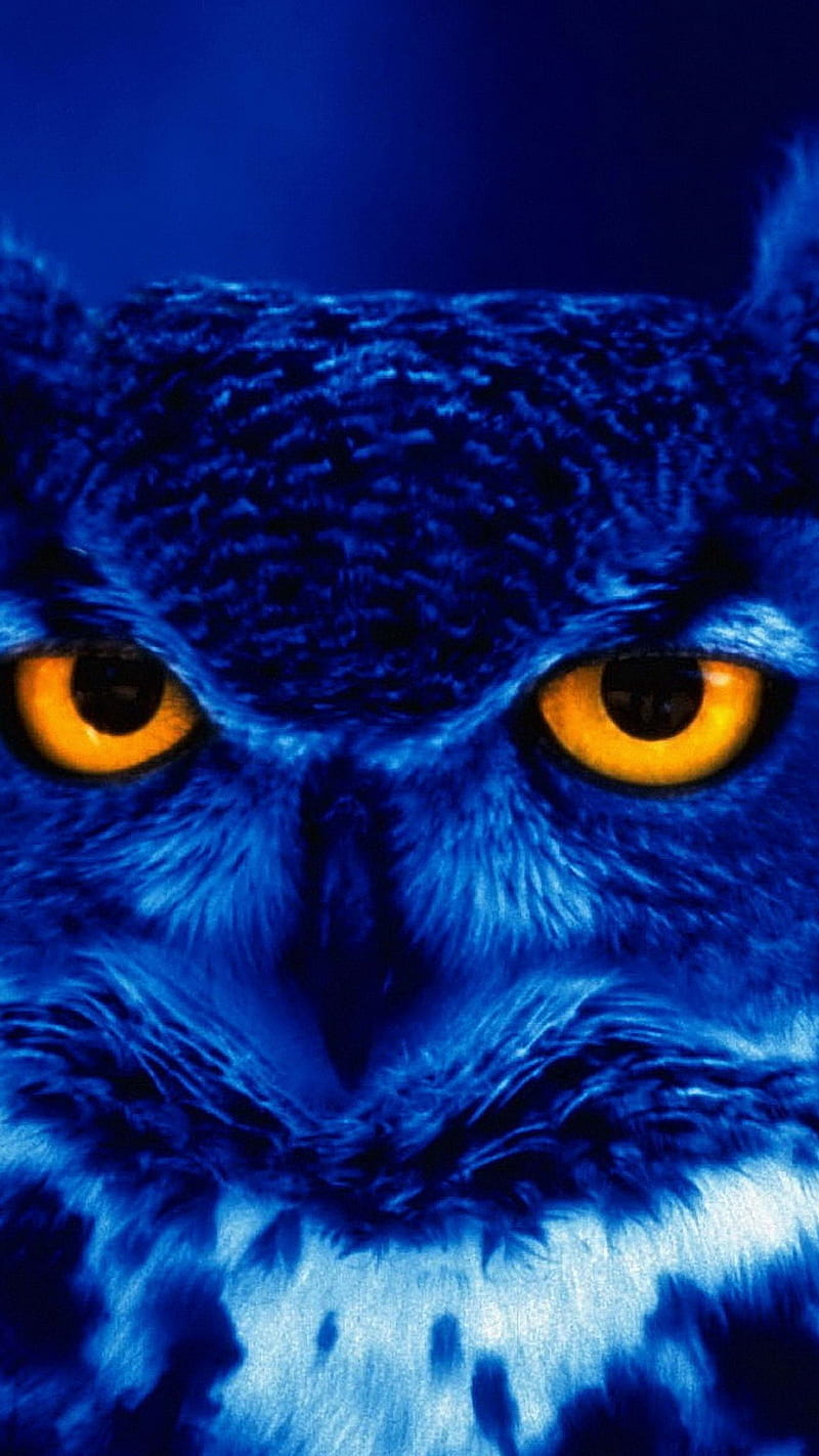 Wild Owl , yellow eyes, night, bird, predator, animal, HD phone wallpaper