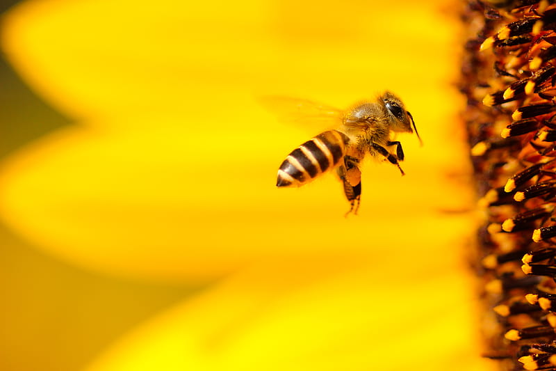 black and white honey bee hovering near yellow flower in closeup graphy, HD wallpaper