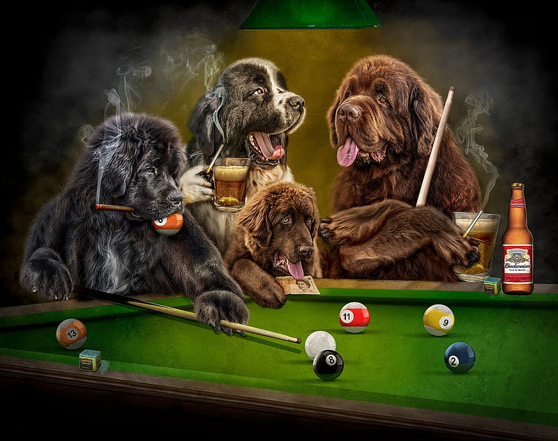 Playing billiard, fantasy, brown, green, caine, funny, creative, dog, HD wallpaper