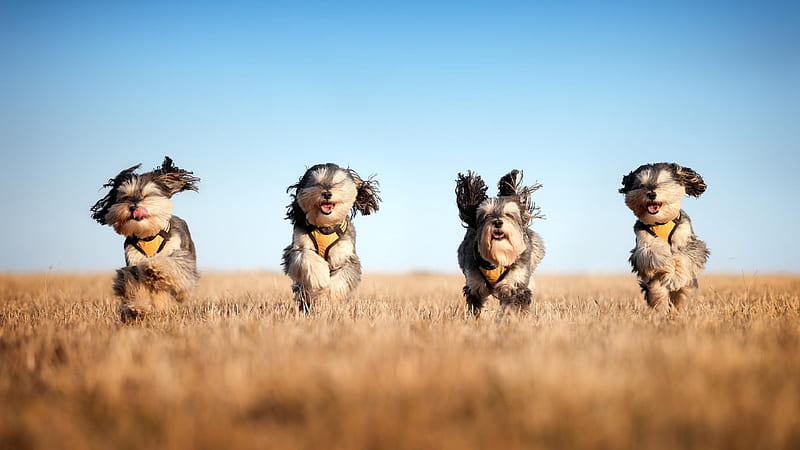 Running Dogs, animals, dog, running, HD wallpaper