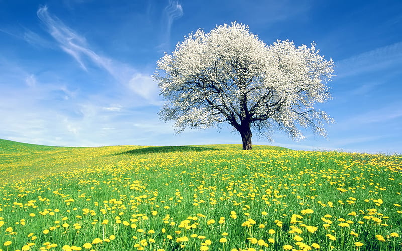 Spring Blooms, sun, grass, shade, sunny, yellow, clouds, green, flowers, morning, blue, shadow, sky, tree, day, sunshine, white, field, HD wallpaper